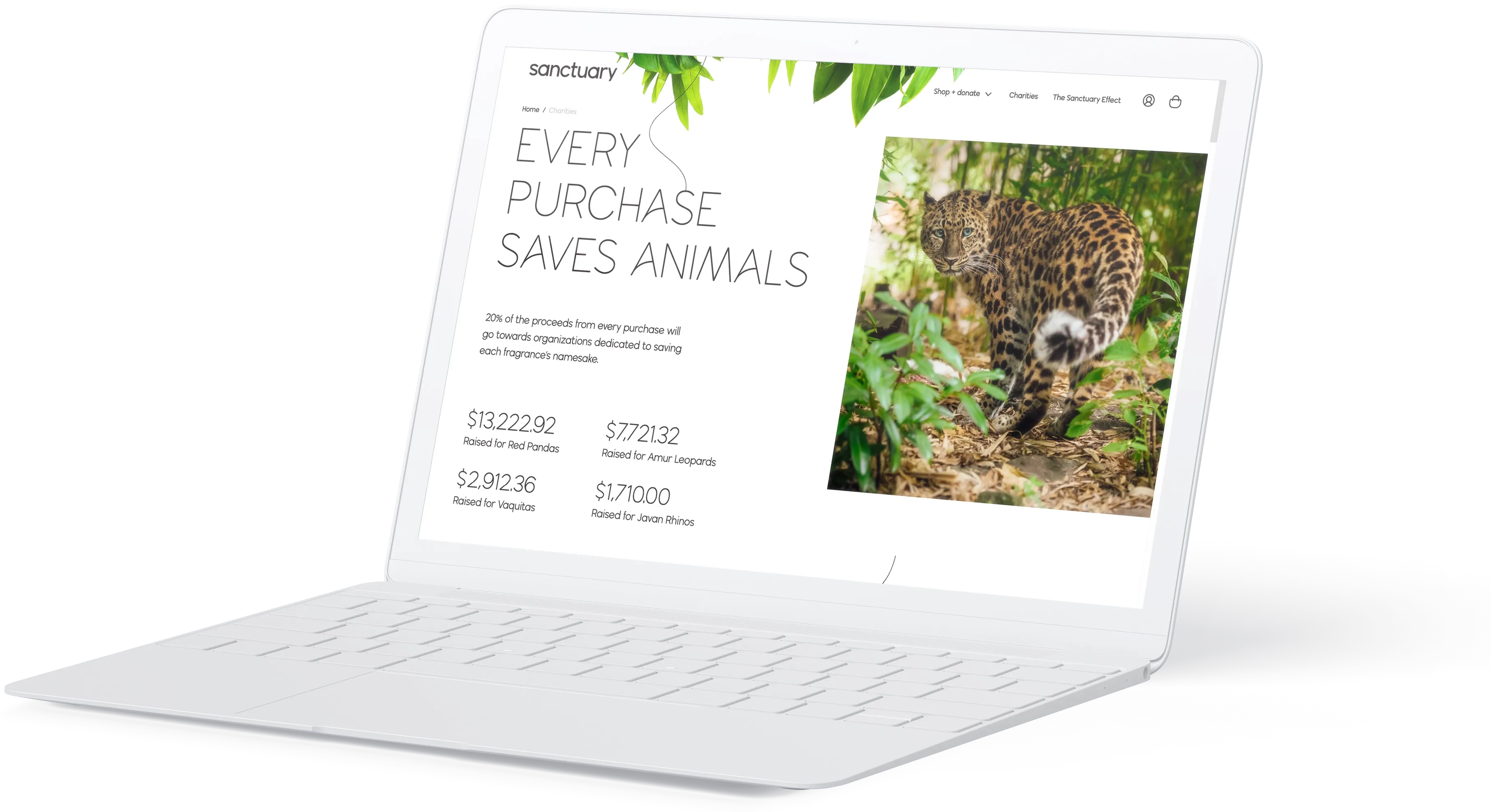 New Shopify-based Website for Sanctuary New Shopify-based Website for Sanctuary